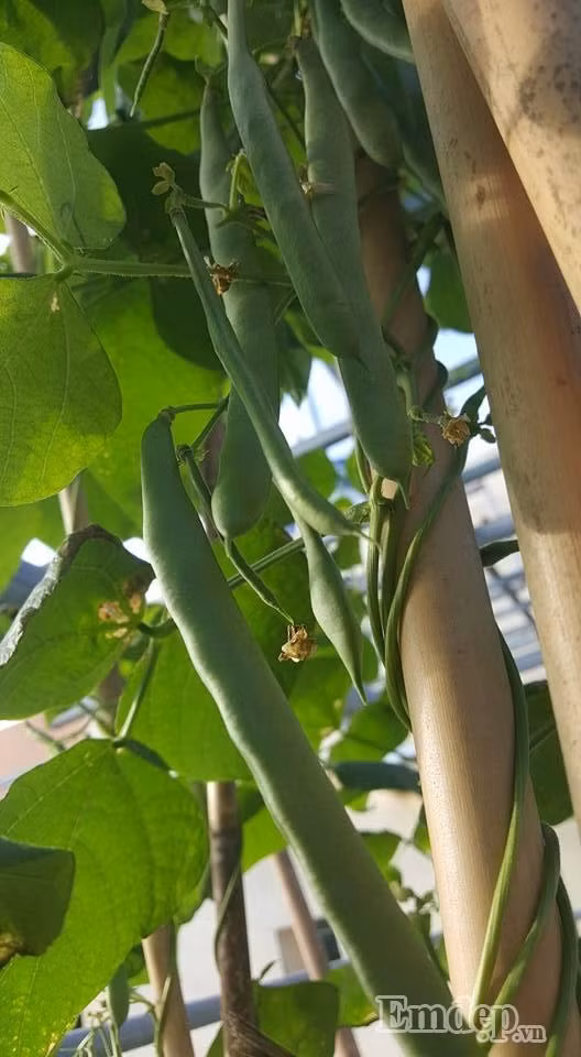 Vì vậy, chị đã tìm hiểu và lựa chọn chậu nhựa thông minh để trồng rau.