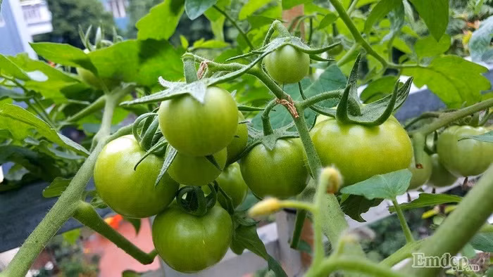 Khi cây lớn, chị thường bổ sung phân bón theo định kỳ, tạo giàn cố định bằng que nứa giúp cà chua vững chắc hơn cho những đợt ra quả.