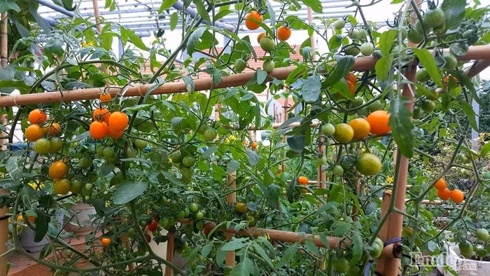 Để tạo sự thông thoáng và sạch sẽ cho sàn sân thượng, chị Oanh đã đầu tư hệ thống sàn kim loại. Sàn giúp cho chị dễ dàng vệ sinh, quét dọn sân thượng mỗi ngày.