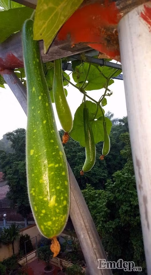 Bầu được thu hoạch nhiều lứa.