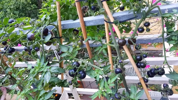 Nói về bí quyết trộn đất giúp cho vườn rau xanh non mơn mởn như vậy, chị Oanh chia sẻ, chị thường trộn đất phù sa + phân trùn quế + phân vi sinh + giá thể xơ dừa để đủ lượng dinh dưỡng cung cấp cho cây.