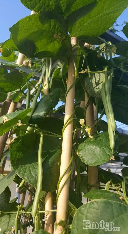 Đậu cô ve xanh được chị trồng ở nơi nhiều nắng.