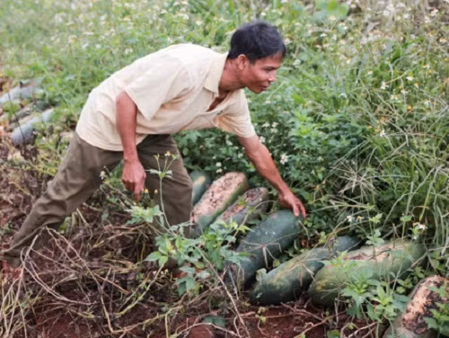 Cũng trong tình cảnh tương tự, hàng trăm hộ dân ở các huyện Chư Sê, Chư Pứh, Kông Chro...Gia Lai lao đao vì giống bí đao Đài Loan năng suất cao nhưng không có người mua. Ảnh: Plo.