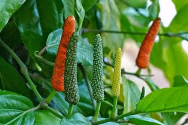 Dù vậy, thị trường cho loại tiêu lốt cũng chưa rõ ràng. Ảnh: Purarejoagung.