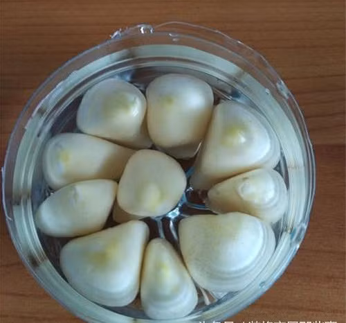 Đổ nước vào phần đáy chai đã xếp tỏi, lưu ý không nên đổ ngập mà chỉ đổ đến gần đầu để củ dễ mọc mầm.