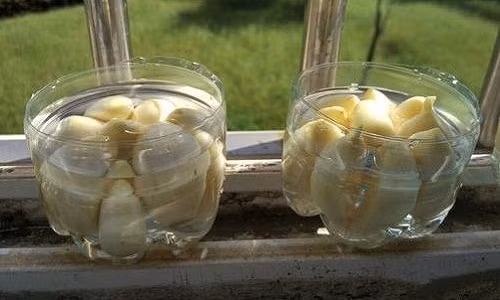 Đặt các phần đáy chai đã xếp tỏi ra chỗ thoáng mát và có ánh nắng mặt trời. Có thể đặt chúng trên cửa sổ.