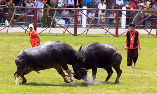 Vi sao thit trau choi Do Son co gia sieu dat?