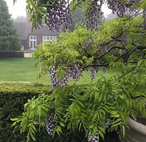 Tử đằng tím ngắt sau cơn mưa.