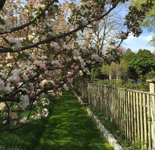 25 cây hoa cherry thường nở hoa vào tháng Năm.