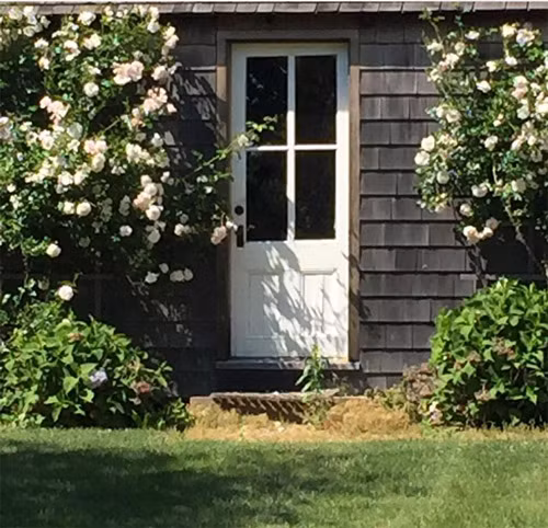 Dàn hoa hồng trắng và hồng xoắn xuýt trên bức tường đằng sau khu vườn của cô.