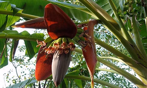 13 chung benh co the tri khoi nho hoa chuoi