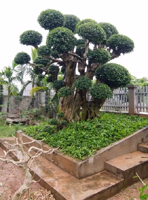 Còn đây là cây duối cổ thụ nghìn năm tuổi ở Hoài Đức, Hà Nội. Ảnh: VTC.