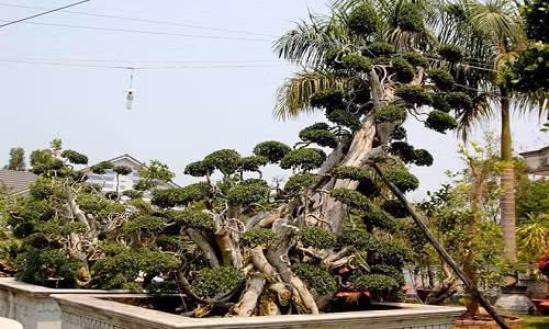 Cây duối thế Giáng long hơn 400 tuổi. Ảnh: Netnews.