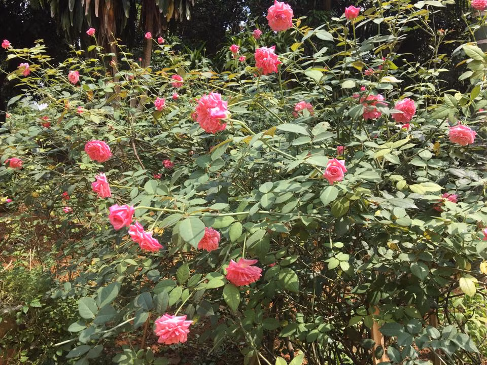 Chị chia sẻ, gần 2 năm trở lại đây, chị bắt đầu đầu tư tiền của và công sức để trồng các loại hoa hồng giống bản địa của Việt Nam.