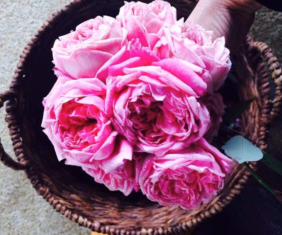 Khiến ai nấy khi tham quan đều thích thú.