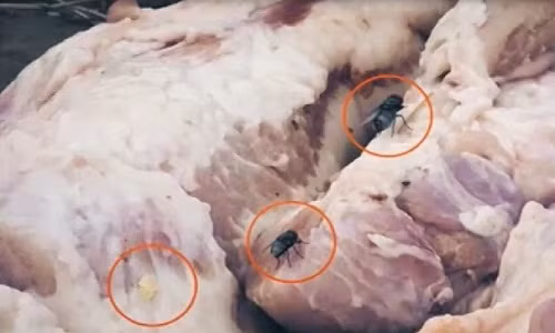 Theo các chuyên gia, thịt lợn đông lạnh ôi thiu này chính là một trong những nguyên nhân dẫn tới ngộ độc thực phẩm tập thể ngày càng cao ở Việt Nam. Nguồn ảnh: Cắt từ video của ANTV.