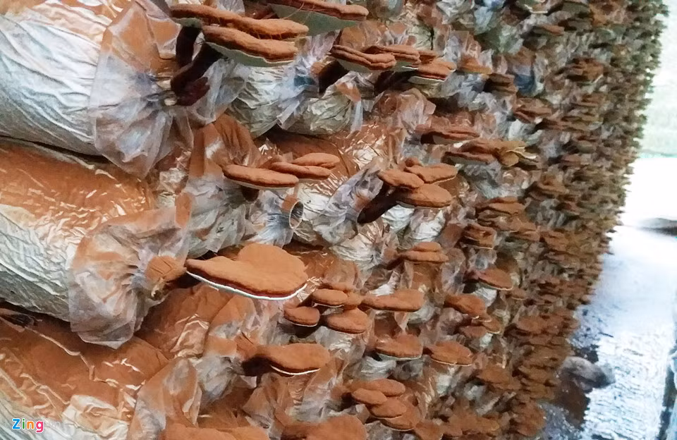 Nấm linh chi đỏ phát triển tốt trong môi trường sản xuất tại trang trại.