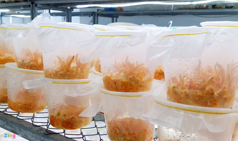 "Sau 75 ngày nuôi nấm, chúng tôi bắt đầu thu hoạch đông trùng hạ thảo. Hai hộp nấm tươi như thế này sẽ sấy được một lọ nấm khô 6 gram", anh Nguyễn Anh chia sẻ.