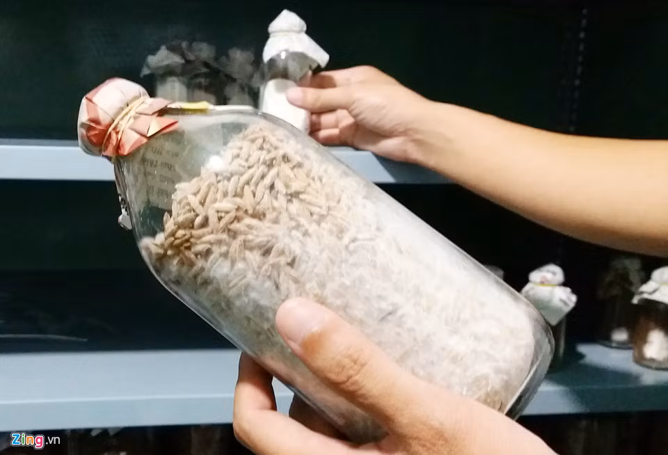 Với nấm bào ngư, trang trại của Nguyễn Anh đang nuôi giống cấp 2 trong chai thủy tinh chứa đầy lúa.