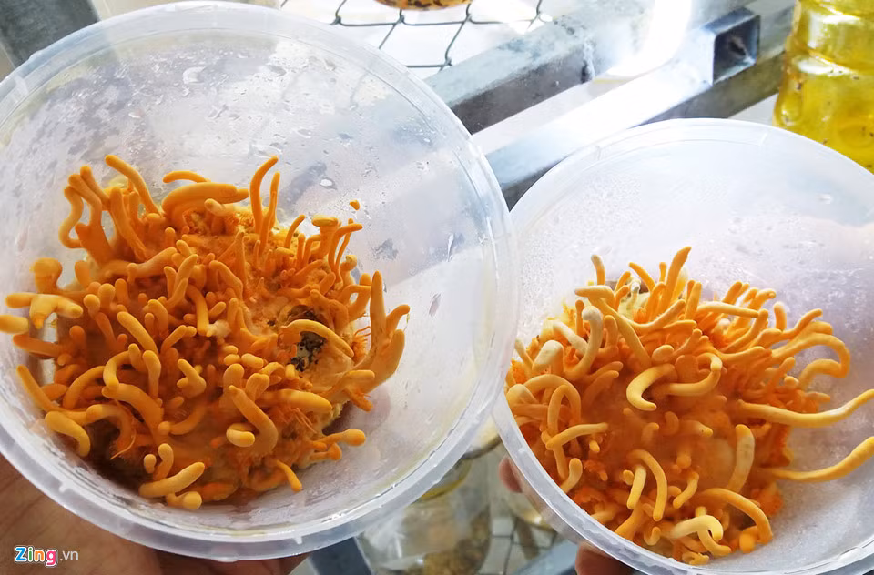 Mỗi hộp nấm tươi có giá 600.000 đồng.