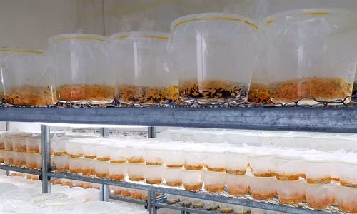 Trong hộp này gồm gạo lức đỏ, nước dịch nhộng tằm và cao nấm men để nấm phát triển trong điều kiện 18-22 độ C, độ ẩm 80%.