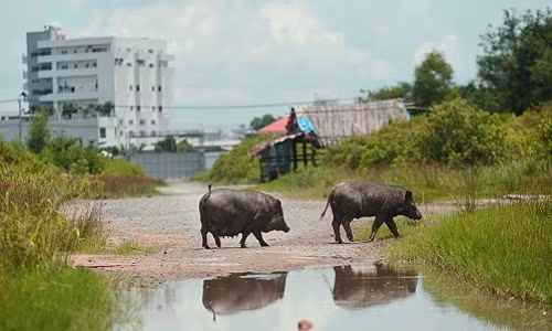 Tuyến đường này thời gian qua vắng bóng xe cộ lưu thông, xuất hiện những đàn heo đi lại.