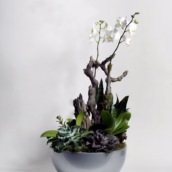 Nhẹ nhàng và thanh tao. Ảnh: Gifts Florist.