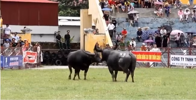 Với giá như trên, chủ trâu có vài trăm triệu đồng mỗi con. Ảnh: Tinhhoa.