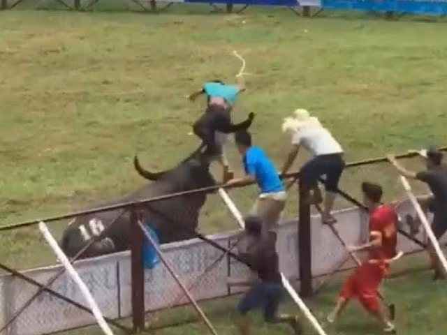 Chủ trâu là ông Đinh Xuân Hướng, người có kinh nghiệm 10 năm trong việc huấn luyện trâu chọi. Ảnh: Dân Việt.