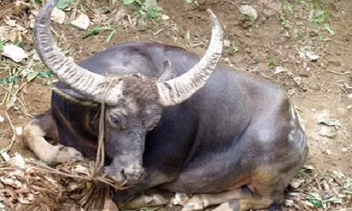 Theo lời kể của Bà Đinh Thị Hường (54 tuổi, chị gái ông Hướng), trong quá trình nuôi con trâu số 18, ông Hướng đầu tư rất nhiều thời gian và tiền của. Ảnh: Vietnamnet.