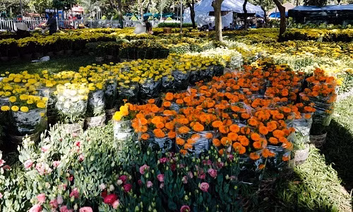 Tac hinh ga rao ban 4 trieu, nha vuon van lo lo von