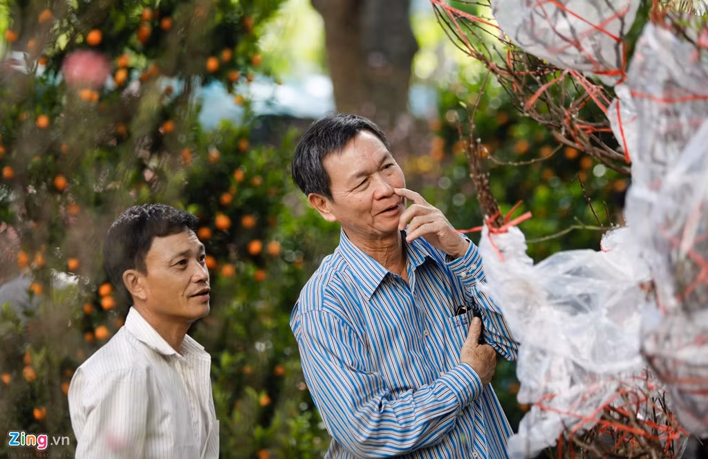Hoa đào được chuyển về từ Vĩnh Phúc, nhưng khách hầu như chỉ hỏi chứ chưa quyết định mua, đợi đến gần tết để có giá tốt. Bình quân 1 chậu đào dao động khoảng 10 triệu đến 20 triệu đồng tùy lớn nhỏ.