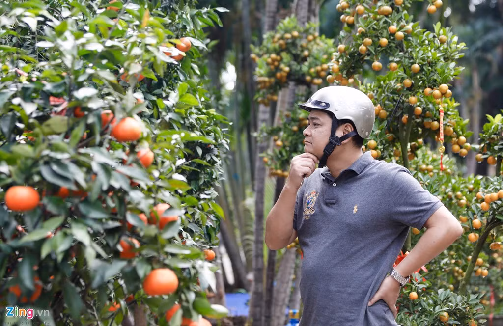 Cam đường canh chuyển từ Hà Nội vào. Khách tham quan thích thú nhưng vẫn ngần ngại mua khi có giá dao động từ 5 triệu đến 10 triệu đồng.