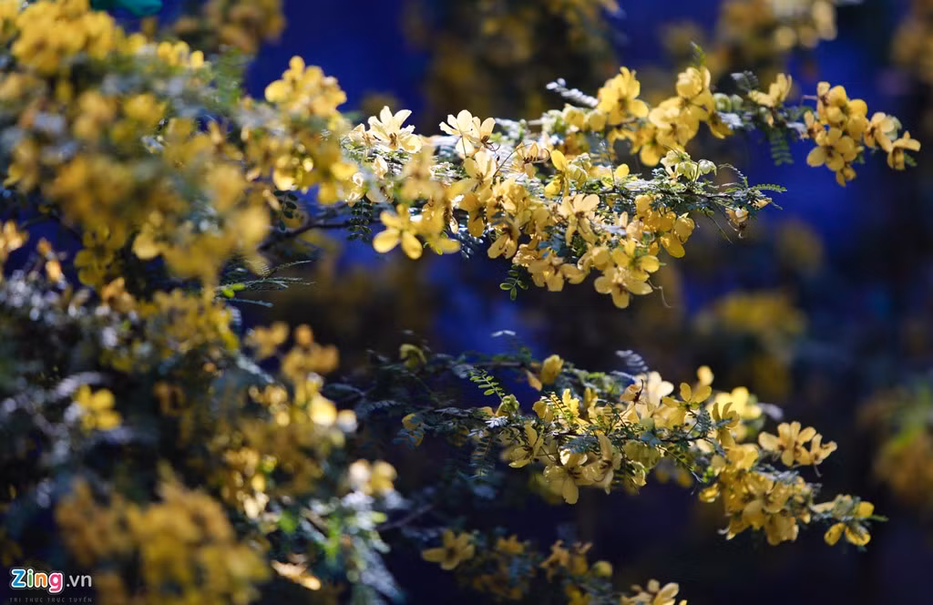 Giống mai Hoàng Kim nhập từ Thái Lan lần đầu được nhà vườn Lộc Uyển giới thiệu đến khách.