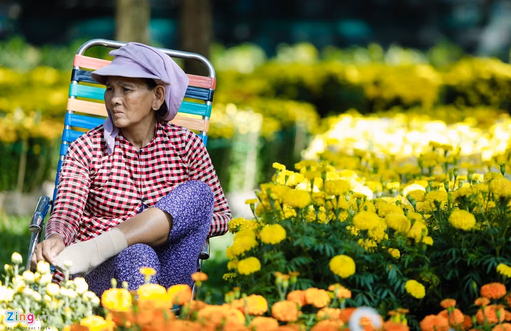 Cô Nguyễn Thị Phương, nhà vườn Sa Đéc (Đồng Tháp), buồn bã chia sẻ: "Vụ hoa đầu nở sớm nên phải trồng gấp vụ 2 để bán tết, 1 cặp hoa bán đồng giá 400.000 đồng thì có lời còn bán 300.000 đồng thì huề vốn".