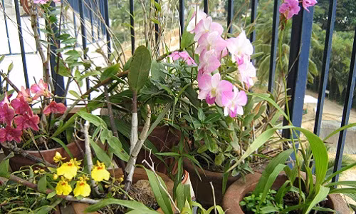 Ban công rực rỡ sắc hương nhờ những chậu phong lan đa sắc màu. Ảnh: Itslife.