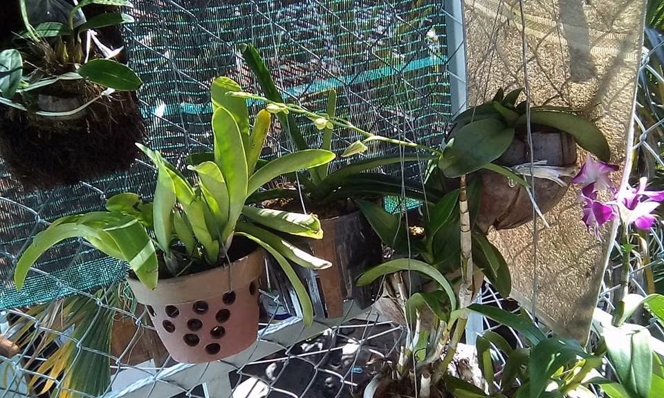 Sự điểm xuất của một nhành hoa phong lan khiến ban công thêm sinh động. Ảnh: Printest.