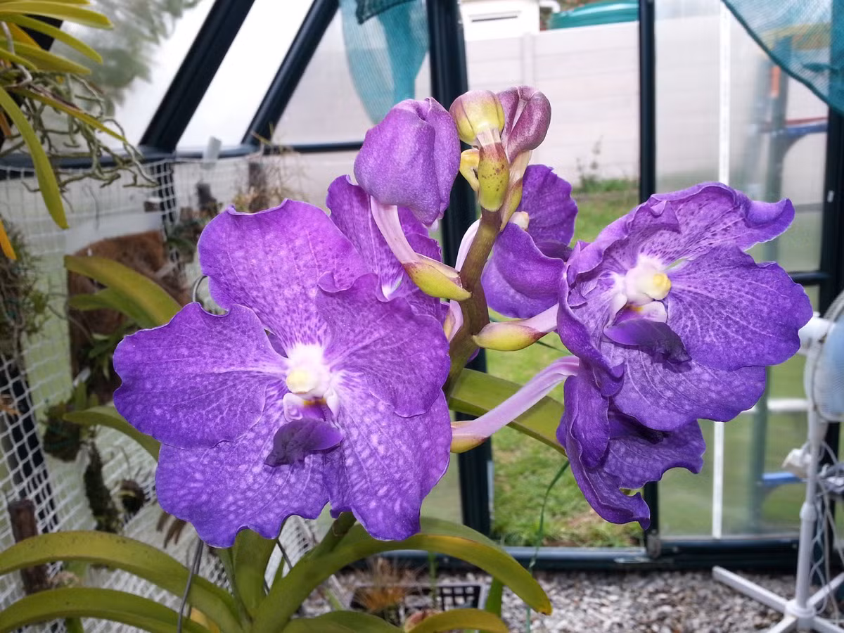 Phong lan tím đẹp thanh khiết, dịu dàng trên góc ban công. Ảnh: Blogspot.