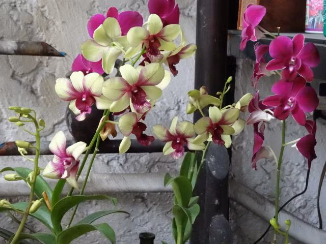 Phong lan tím đẹp thanh khiết, dịu dàng trên góc ban công. Ảnh: Blogspot.