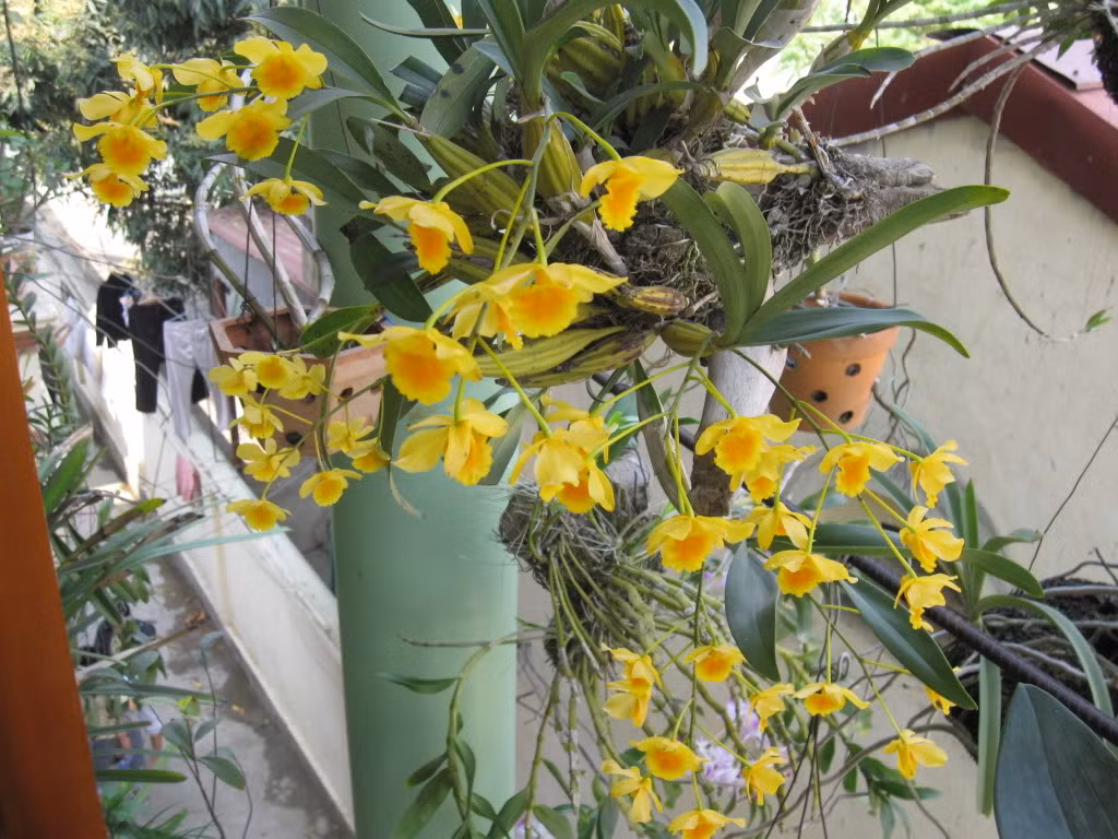 Dải phong lan vàng buông rủ mang lại vẻ đẹp lãng mạn đến siêu lòng. Ảnh: Photobucket.