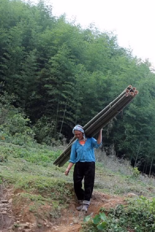 Những cánh rừng trúc sào bạt ngàn, đẹp như tranh vẽ ở xã Vũ Nông, huyện Nguyên Bình, tỉnh Cao Bằng. Ảnh: Quốc Đạt.