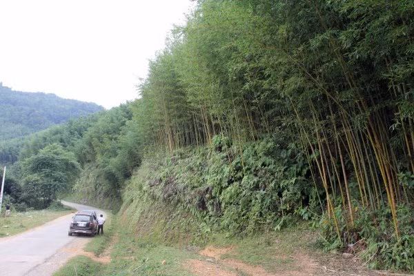 Trúc trồng ở tỉnh Cao Bằng thuộc họ trúc sào, thân cây cao, cứng và bền, sản xuất được nhiều mặt hàng gia dụng cũng như xây dựng. Nhiều rừng trúc sào đẹp như khung cảnh trong phim kiếm hiệp. Ảnh: Quốc Đạt.