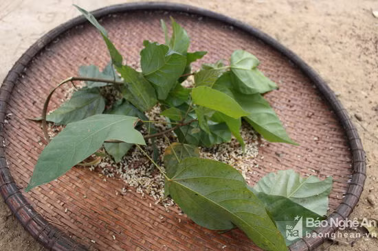 Còn một mẹo khác để kiến nhanh ra khỏi tổ, dễ lấy trứng thì người thợ săn bẻ cành cây thả vào để kiến bò lên đây, khi kiến bò lên nhiều lại thay cành khác. Ảnh: Đình Tuân