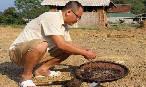 Theo như kinh nghiệm của anh Vang Văn Dũng ở bản Cây Me xã Thạch Giám (Tương Dương) đi lấy trứng kiến phải chọn hôm nào trời nắng to. Trời nắng khi lấy tổ kiến xuống, kiến sẽ nhanh chóng tản ra ngoài, khi đó chỉ còn lại những hạt trứng kiến. Còn đi lấy vào hôm trời không nắng hoặc mưa kiến thường nằm im trong tổ, lúc này công việc lấy trứng kiến sẽ vất vả hơn nhiều. Ảnh: Đình Tuân.