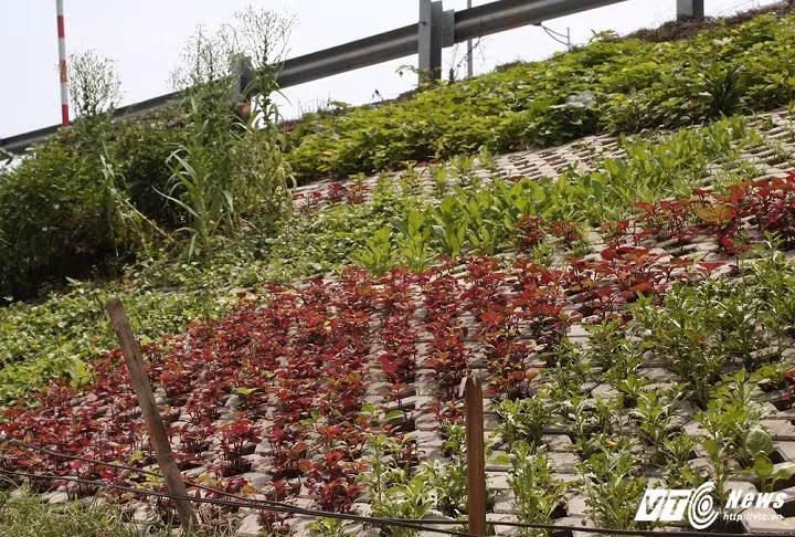 Theo ông Mai, rau ở đây trồng khó hơn so với các nơi khác vì đất dốc, lại phải tỉ mẩn trồng từng cây trong các hốc nhỏ nhưng bù lại người trồng không phải đánh luống mà rau vẫn thẳng, lên rất đều, đẹp mắt. (Ảnh: Tùng Lâm)