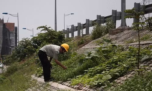 Ông Mai – một trong những người có công “khai hoang” vườn rau này cho biết, trước kia ông chỉ trồng rau trong thùng xốp, rau ít nên chỉ ưu tiên cho các cháu nhỏ nhưng từ ngày có vườn rau này, cả gia đình ăn rau thoải mái mà không phải đi mua ngoài chợ. (Ảnh: Tùng Lâm)