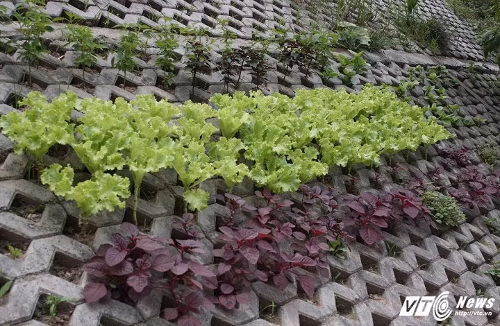 Các loại rau sống được trồng ở đây xanh tươi mơn mởn.