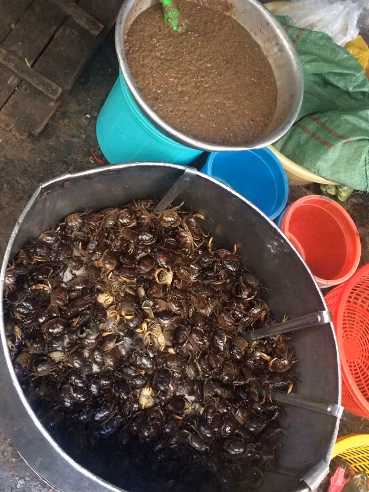 Bi mat kinh hoang ve mon cua dong xay san-Hinh-3