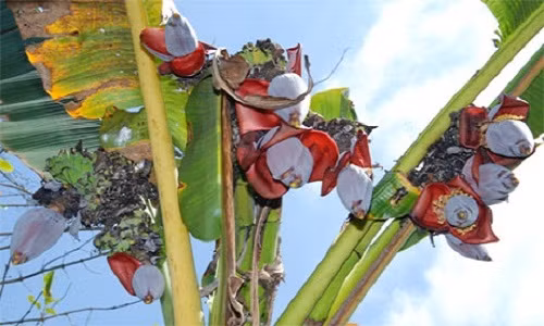 Năm 2013, cây chuối lạ trong vườn nhà bà Hồng Cúc ở ấp Phú Mỹ (Phú Túc, Châu Thành, Bến Tre) trổ tới 10 bắp hoa. Cây chuối được trồng trước đó khoảng 1 năm. Ban đầu cây chuối vẫn phát triển bình thường, đến khi trổ bông thì cây chuối mọc ra 3 nhánh, mỗi nhánh trổ từ 2 đến 4 bắp. Ảnh: Baoapbac.