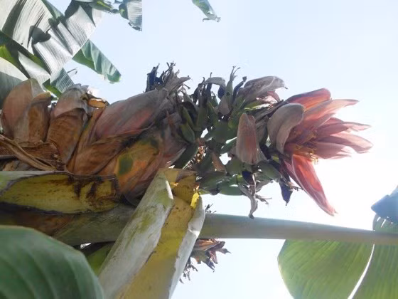 Tháng 6/2017, hàng trăm người đã kéo đến nhà bà Lương Thị Hằng (thôn Yên Tôn, xã Anh Sơn, huyện Tĩnh Gia, Thanh Hóa) để chiêm ngưỡng cây chuối trổ 21 hoa. Ảnh: Sggp.